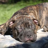 Photo of Staffy Puppies