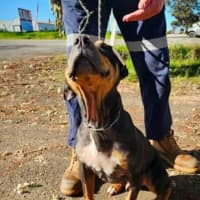 Photo of Schooner
