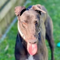 Photo of Genevieve The Greyhound
