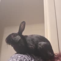 Photo of Fuchsia