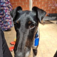 Photo of Lucky