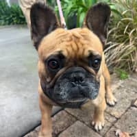 Photo of Tiari   5 Year Old French Bulldog