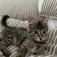 Photo of Star & Silver