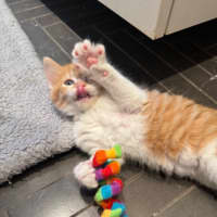 Photo of Roux 