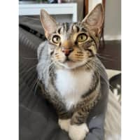 Photo of 11787   Almond