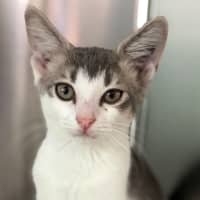 Photo of Ophelia (Ex Banana Boat)