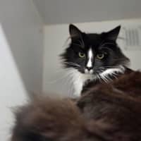 Photo of Kovu