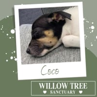 Photo of Coco