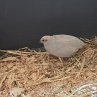 Photo of Blossom, Clover, Meadow & Fern