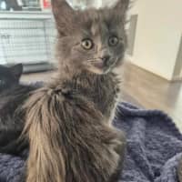 Photo of Smokey