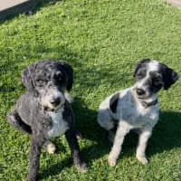 Photo of Frankie & Rosie