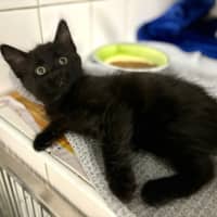 Photo of Fig