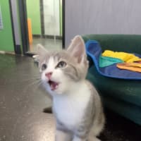 Photo of Gypsy (Tina Turner )