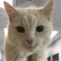 Photo of Aslan