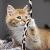 Photo of Butternut