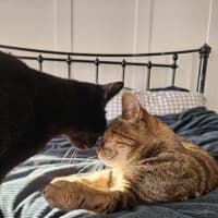 Photo of Sirius ❤️