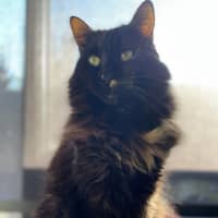 Photo of Evie   In Foster Care In Bentleigh East