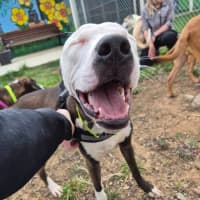 Photo of Patch! 🧩