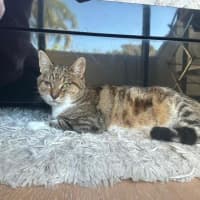 Photo of Herbie