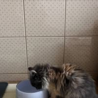 Photo of Fluffy