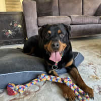 Photo of Nala 