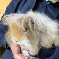 Photo of Puff