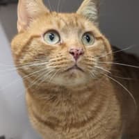 Photo of Spinach 
