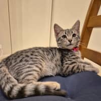 Photo of Zoodle Now Ripley
