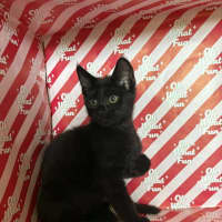 Photo of Sirius
