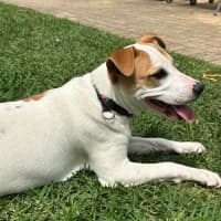 Photo of Harry 🎾🐕 (Assisted Rehome)