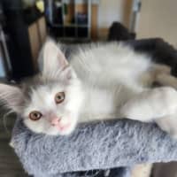 Photo of Clover
