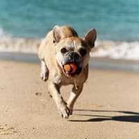 Photo of Lulu 🌸 Assisted Rehome