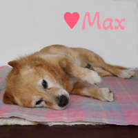 Photo of Max