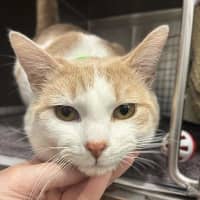 Photo of Ian Meowkellan