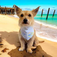 Photo of James   3 Year Old Australian Terrier X