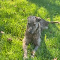 Photo of Coco & Rome 