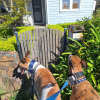 Photo of Billy, The Greyhound