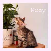Photo of Huey