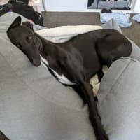 Photo of Cassie, The Greyhound