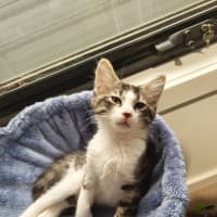 Photo of Cadbury