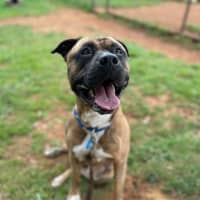Photo of Odin