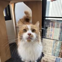 Photo of Simba