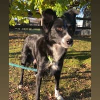 Photo of Haven ~ 2yo Border Collie