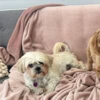 Photo of Cindy   12 Year Old Maltese X Shih Tzu