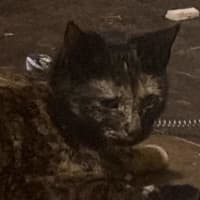 Photo of Naughty Torti