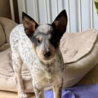 Photo of Willow   15 Week Old Cattle Dog X