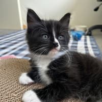 Photo of Stripe