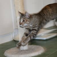 Photo of June Bug   Available At Pet Quarters Belmont