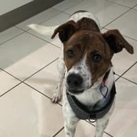 Photo of Milo   16 Month Old Jack Russell X Kelpie