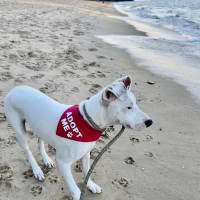 Photo of Paddy